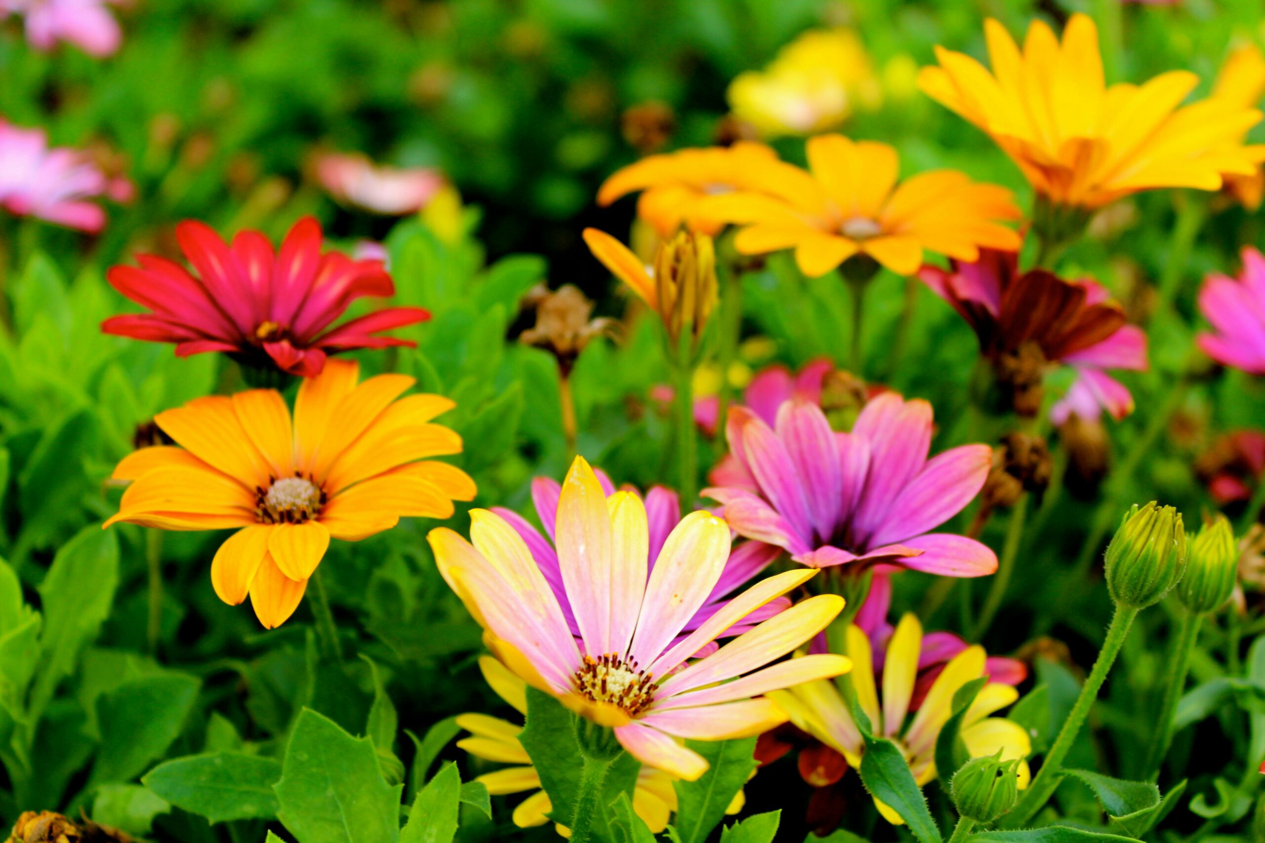 flower shop delivery dubai