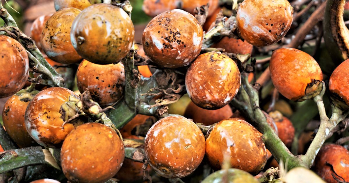 Global Areca Nut Market